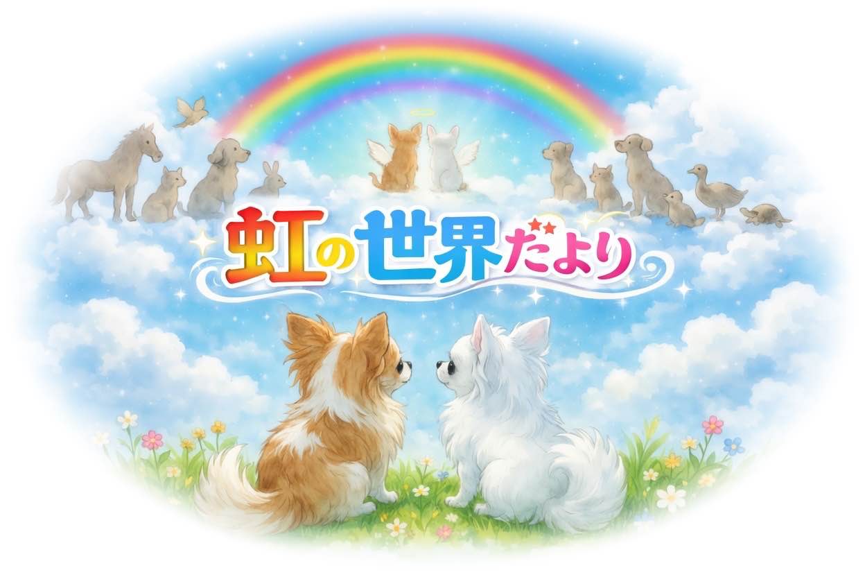 虹の世界だより